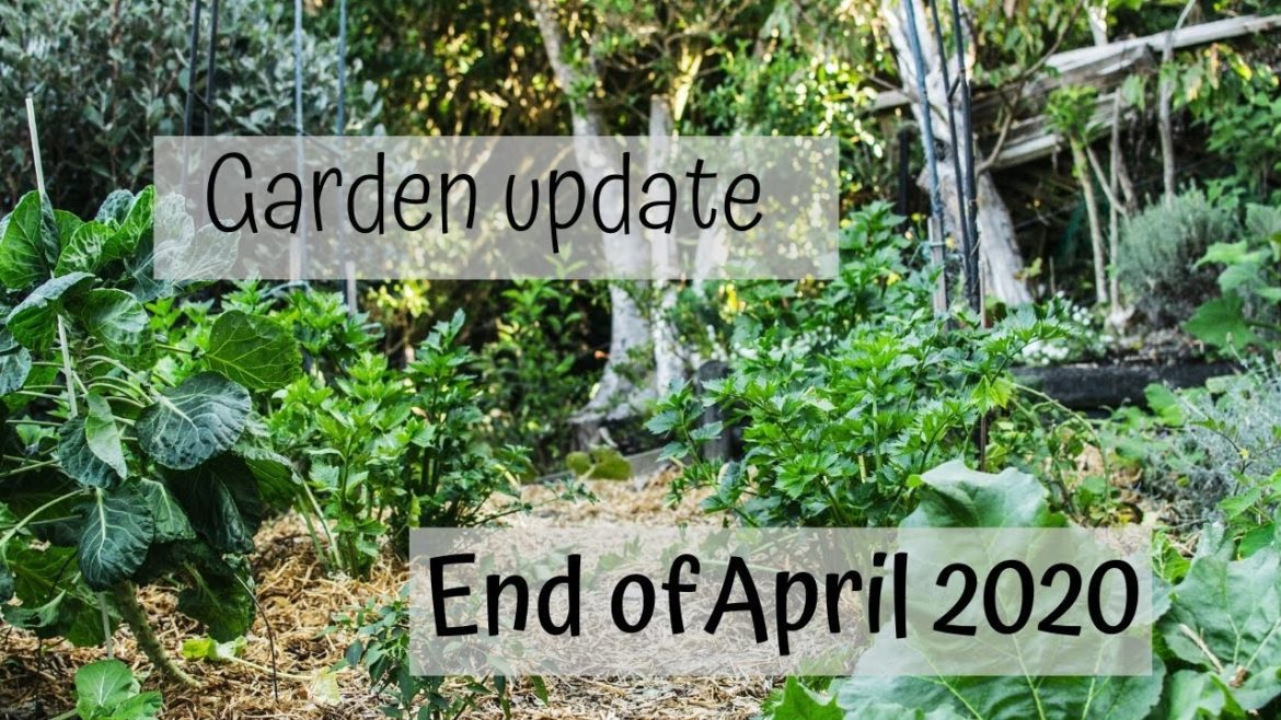 Late April No Dig Gardening Update (Edible Garden NZ Autumn 2020)