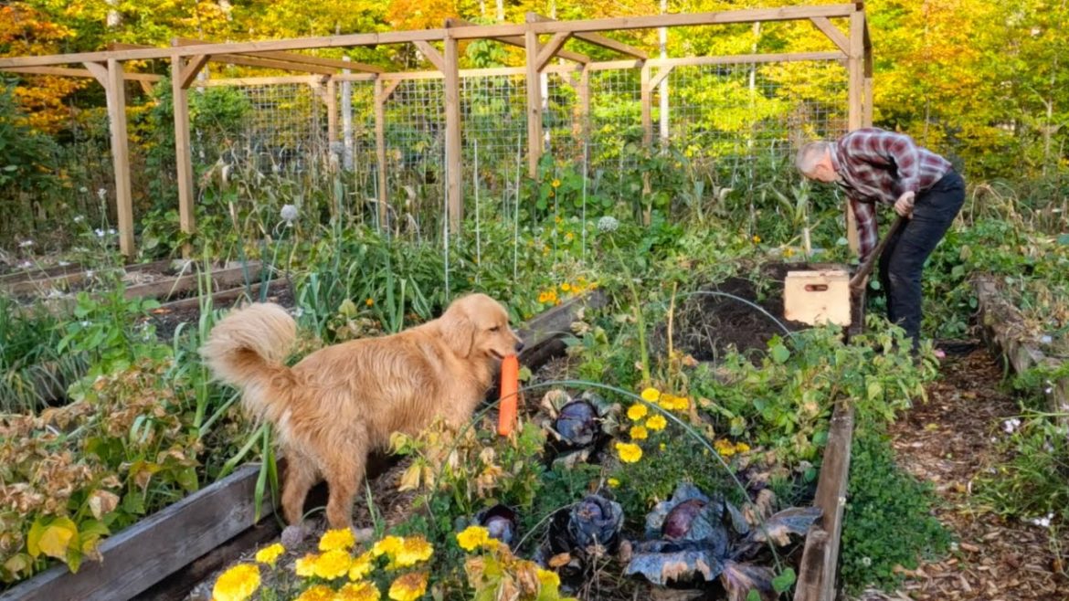 Root Vegetable Harvest from my Garden for Thanksgiving, October 7