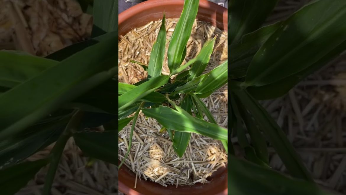 Container Garden Update - Late July 2022