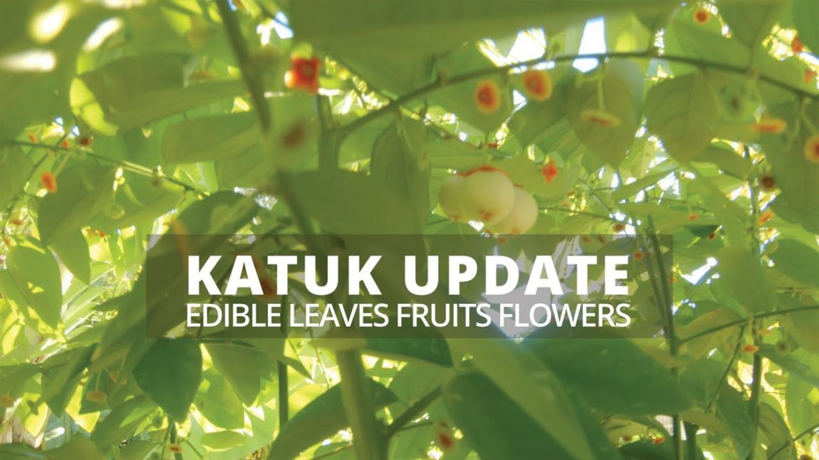 KATUK UPDATE -EDIBLE LEAVES, FLOWERS AND FRUITS-SOUTHWEST FLORIDA URBAN GARDENING