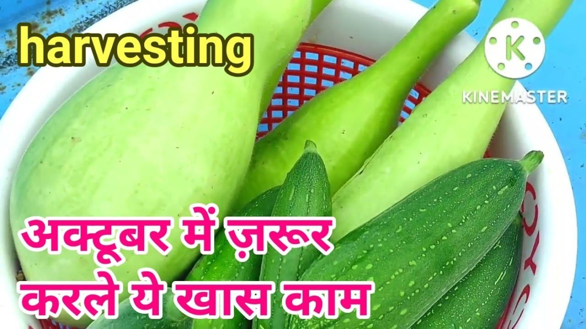 October Garden work and harvesting of organic vegetables on terrace garden October Garden work and harvesting of organic vegetables on terrace garden