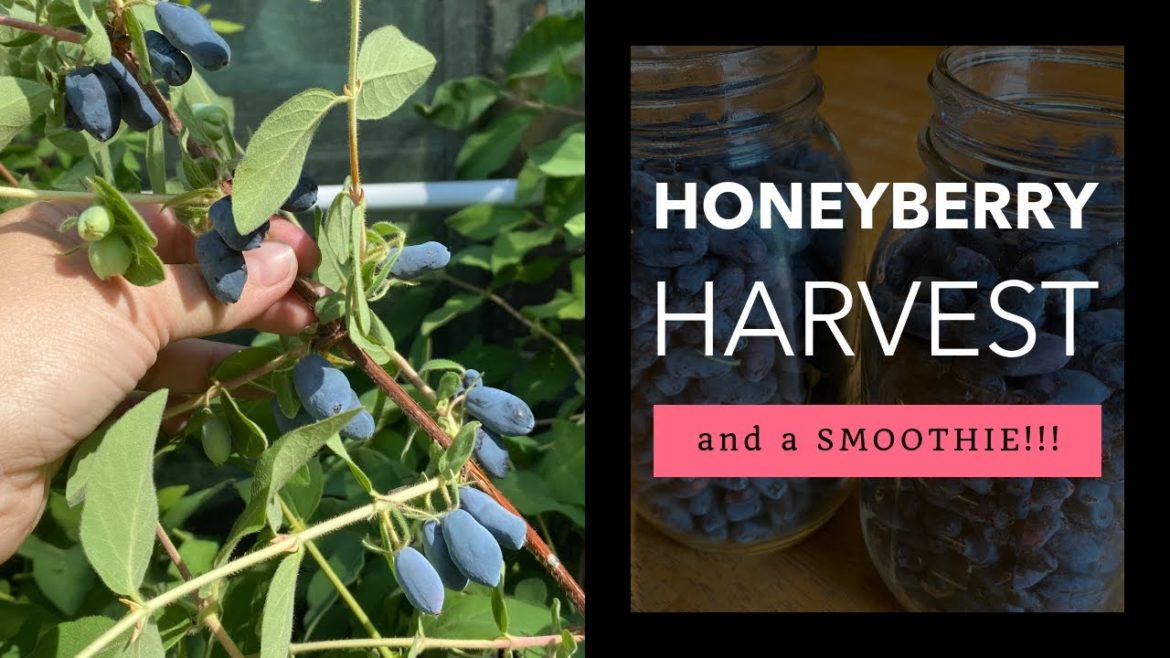 Edible Landscaping – Fruit Bushes – Honeyberries Edible Landscaping - Fruit Bushes - Honeyberries