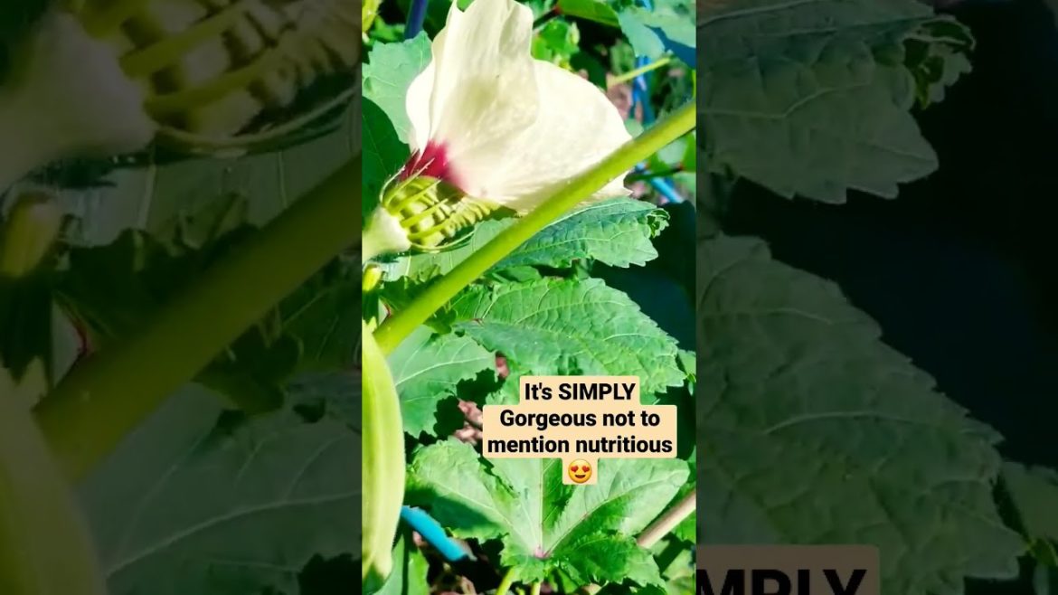 MOST BEAUTIFUL Edible in my Garden Right Now!π #organicgardening #selfsufficiency MOST BEAUTIFUL Edible in my Garden Right Now!π #organicgardening #selfsufficiency