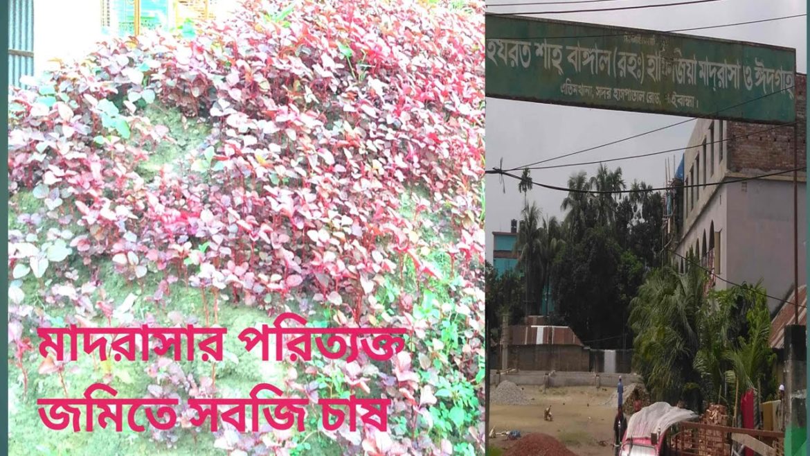 vegetable gardening in koumi madrasa