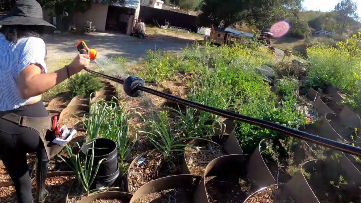 Watering my Edible Unconventional Hillside Garden with my New Tool (can't wait to show you) Watering my Edible Unconventional Hillside Garden with my New Tool (can't wait to show you)