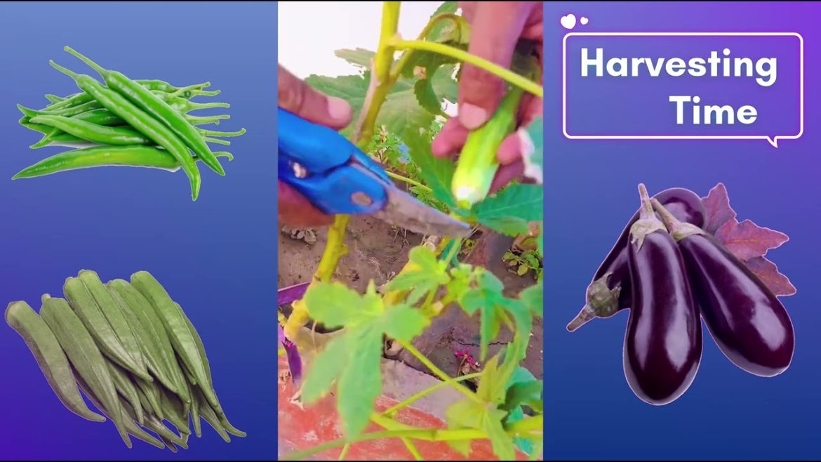 harvesting of vegetables on terrace garden #harvesting #vegetables harvesting of vegetables on terrace garden #harvesting #vegetables