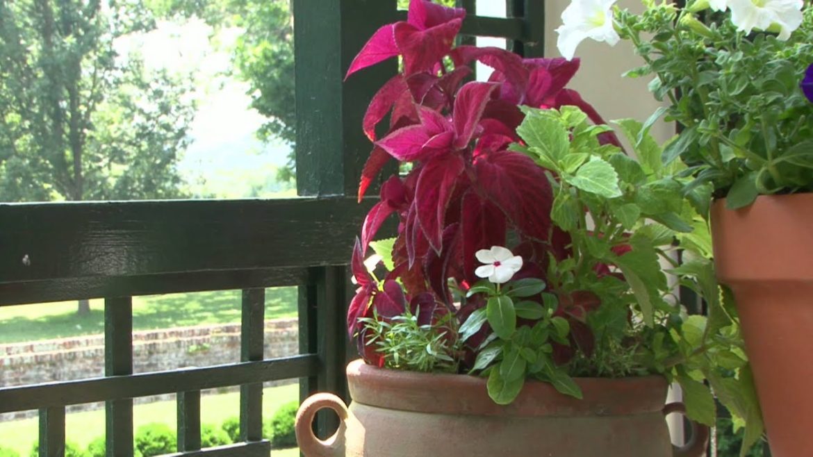 Summer Gardening - Container Gardening Basics