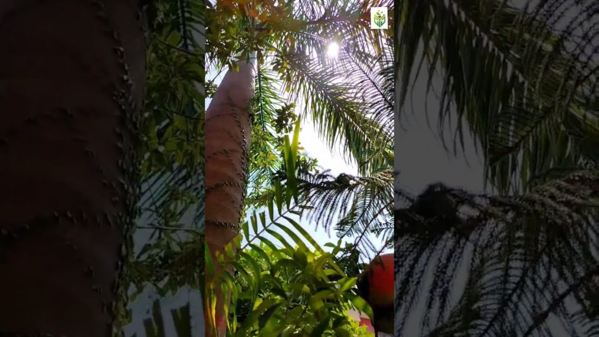 home garden design by GYG #shorts #homegarden