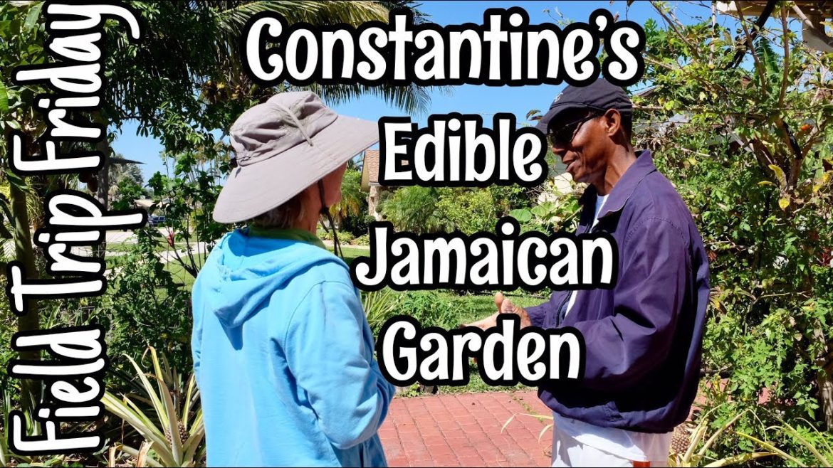 Field Trip Friday- Constantine's Edible Jamaican Garden Field Trip Friday- Constantine's Edible Jamaican Garden