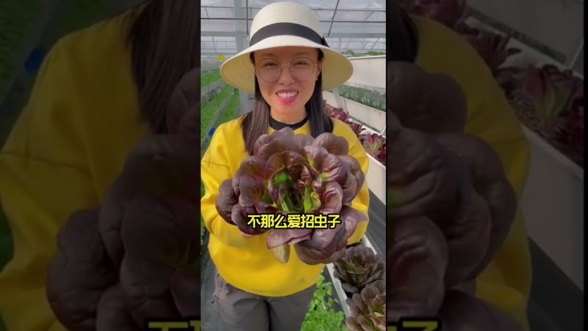 Simple Tips for Growing Vegetables by meimei