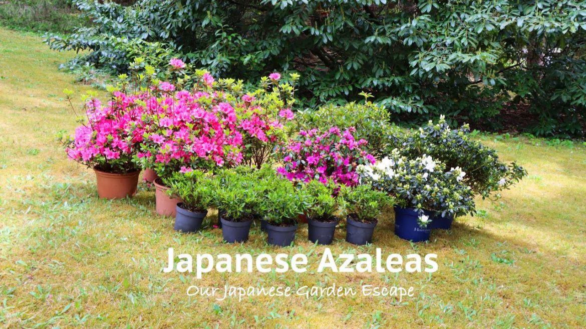 All About Japanese Azaleas | Our Japanese Garden Escape