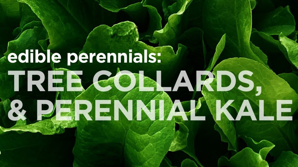 Edible Perennials: Greens // Tree Collards, Perennial Kale and More Edible Perennials: Greens // Tree Collards, Perennial Kale and More