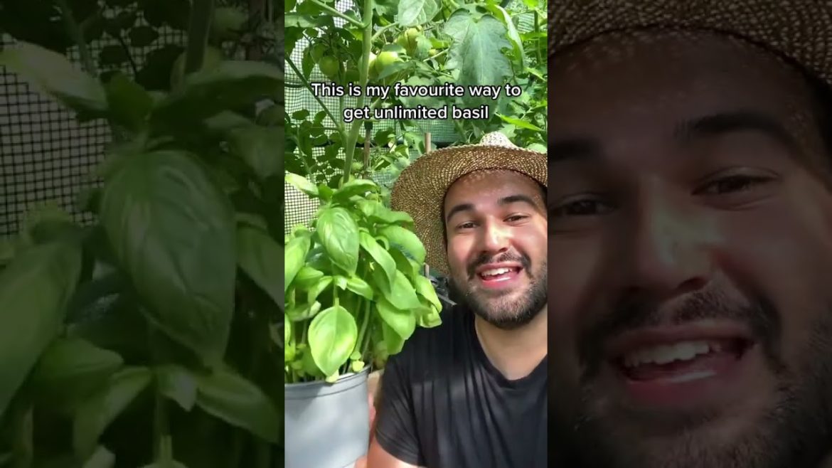 #shorts  #garden #gardening #gardentour #gardener #gardens #harvest #harvesting #organic #planting