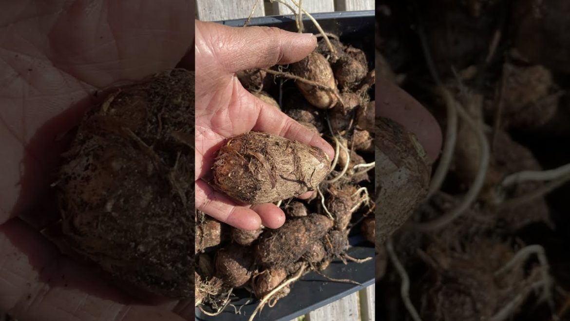 A Small Taro Root (Colocasia esculenta) Harvest | East Meets West | #Shorts A Small Taro Root (Colocasia esculenta) Harvest | East Meets West | #Shorts