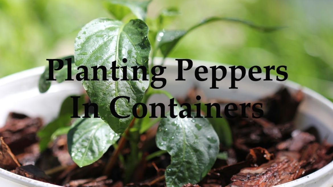 Container Gardening: Planting Peppers In Containers Container Gardening: Planting Peppers In Containers
