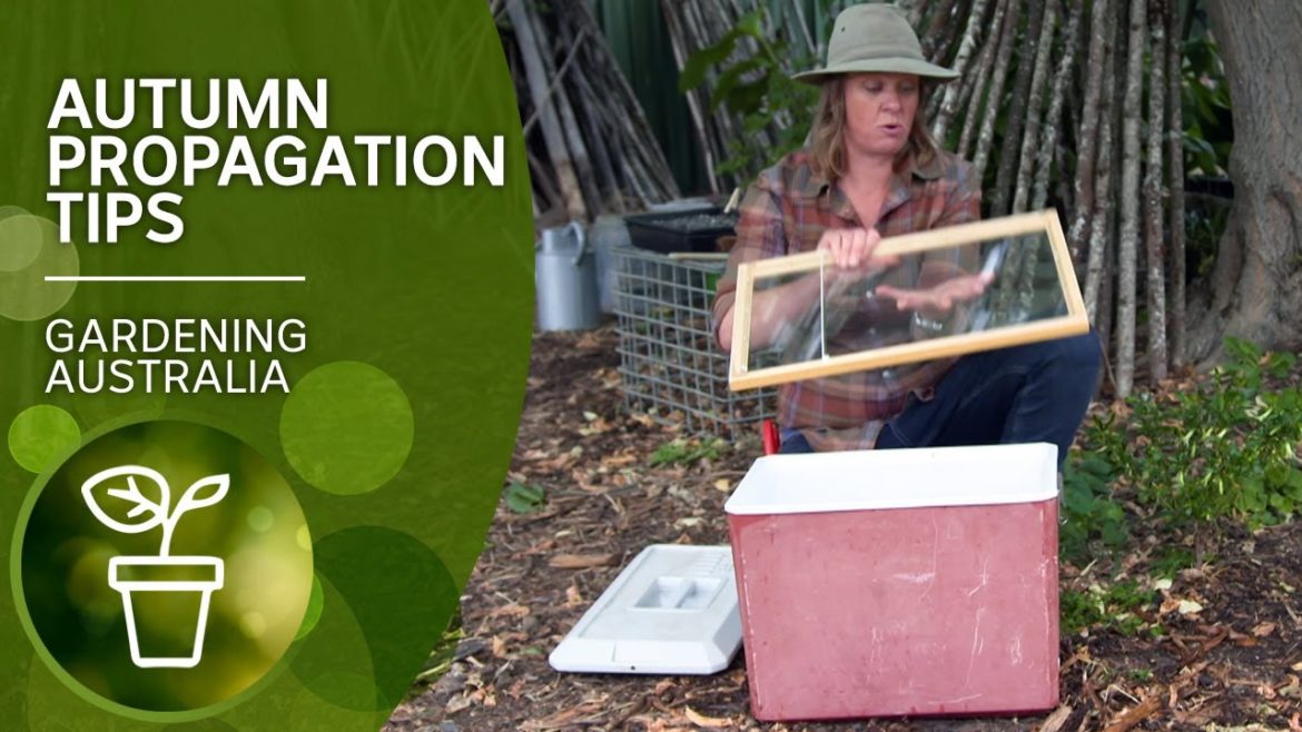 Autumn is a great time to propagate | DIY Garden projects | Gardening Australia Autumn is a great time to propagate | DIY Garden projects | Gardening Australia