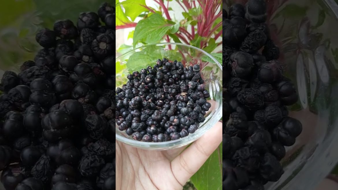 how to collect Malabar spinach seeds #shorts #gardening