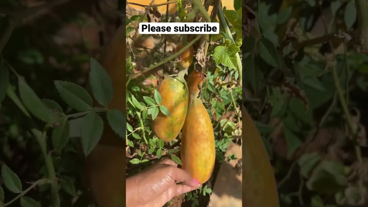 வெள்ளரி பழம் பழுத்து தொங்குது|Ripe cucumbers hanging in my vegetable garden #shorts #cucumber