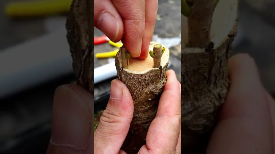 Grafting tip for Osmanthus plant & outcome #Shorts Grafting tip for Osmanthus plant & outcome #Shorts