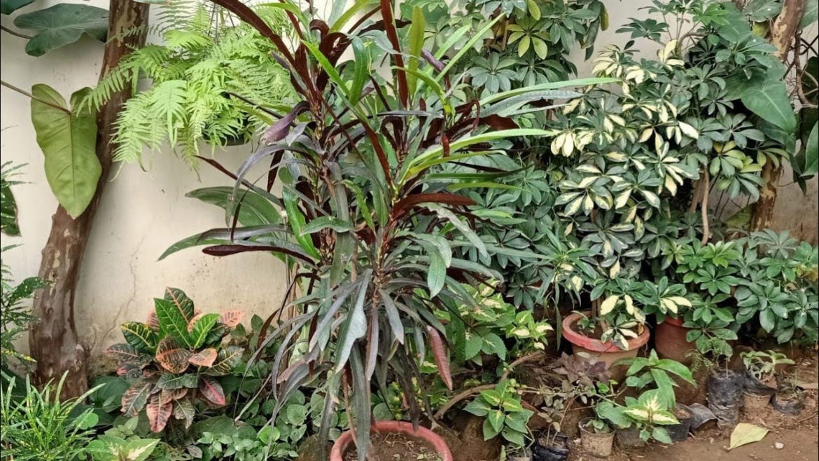 Backyard Garden tour of Perennial plants with names