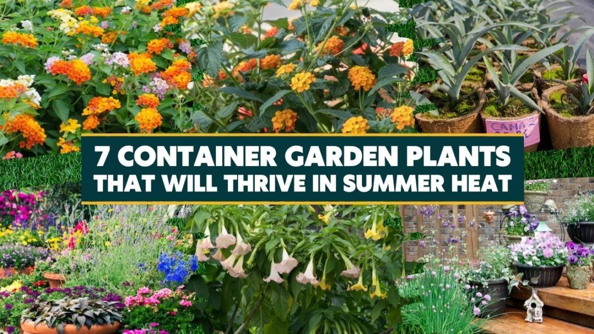 7 Lovely Container Gardening Plants That Will Thrive in Summer Heat 🌻🪴🌼