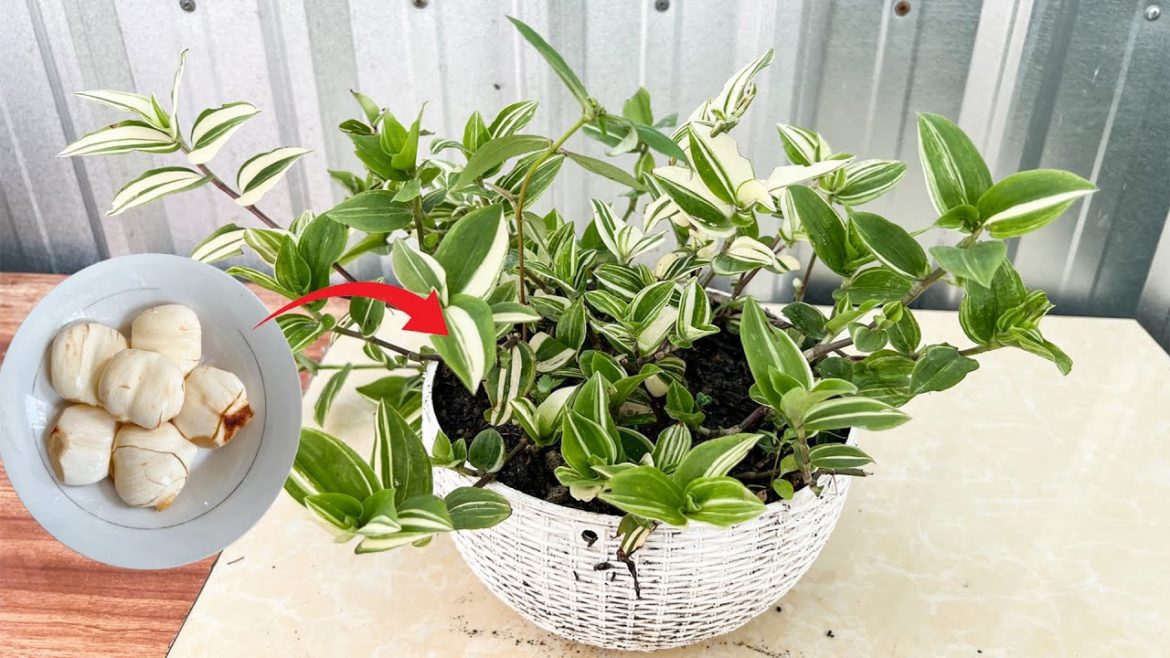 Making The Best Fertilizer From Palm Fruit| Garden Tips.