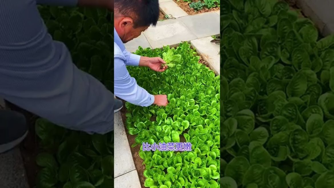 Tips for Growing Vegetables