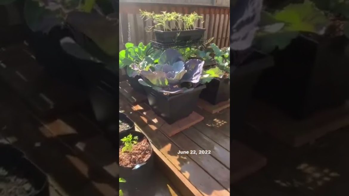 Protecting Your Vegetables | Container Gardening | Shorts