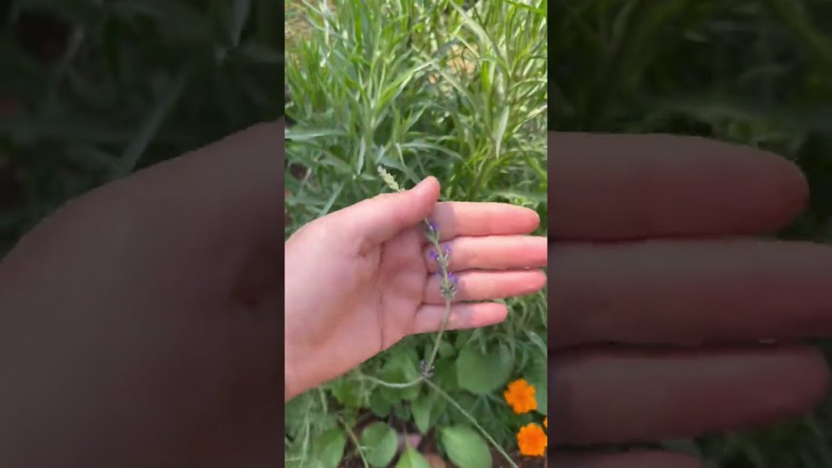 Quick edible garden tour | Garden day 2022