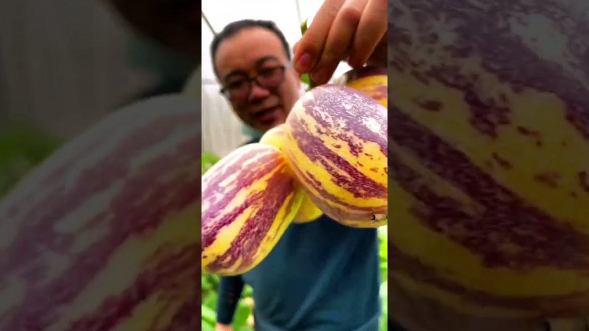 It's Pepino melon fruit #shorts #fruit #gardener