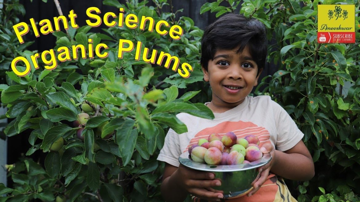 Plant science – organic Plums from back garden / organic gardening supplies Plant science - organic Plums from back garden / organic gardening supplies