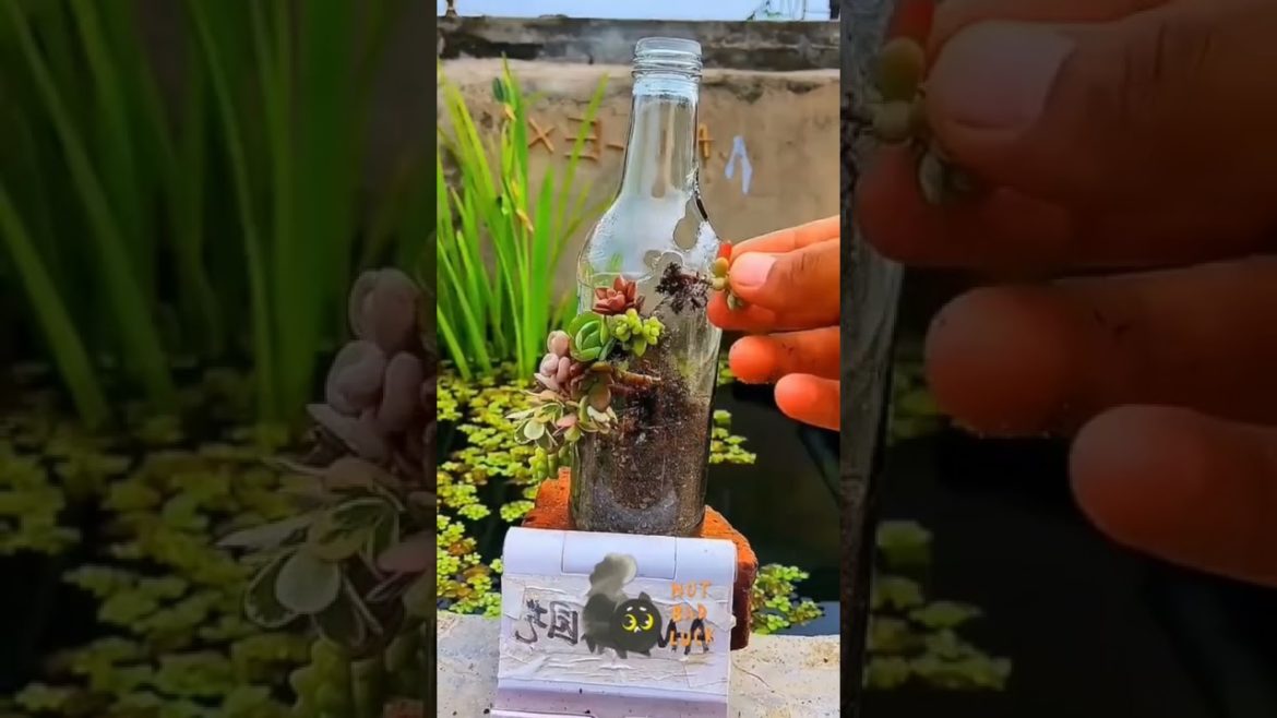 Gardening hack#2 #shorts #ytshorts #viralshorts Gardening hack#2 #shorts #ytshorts #viralshorts