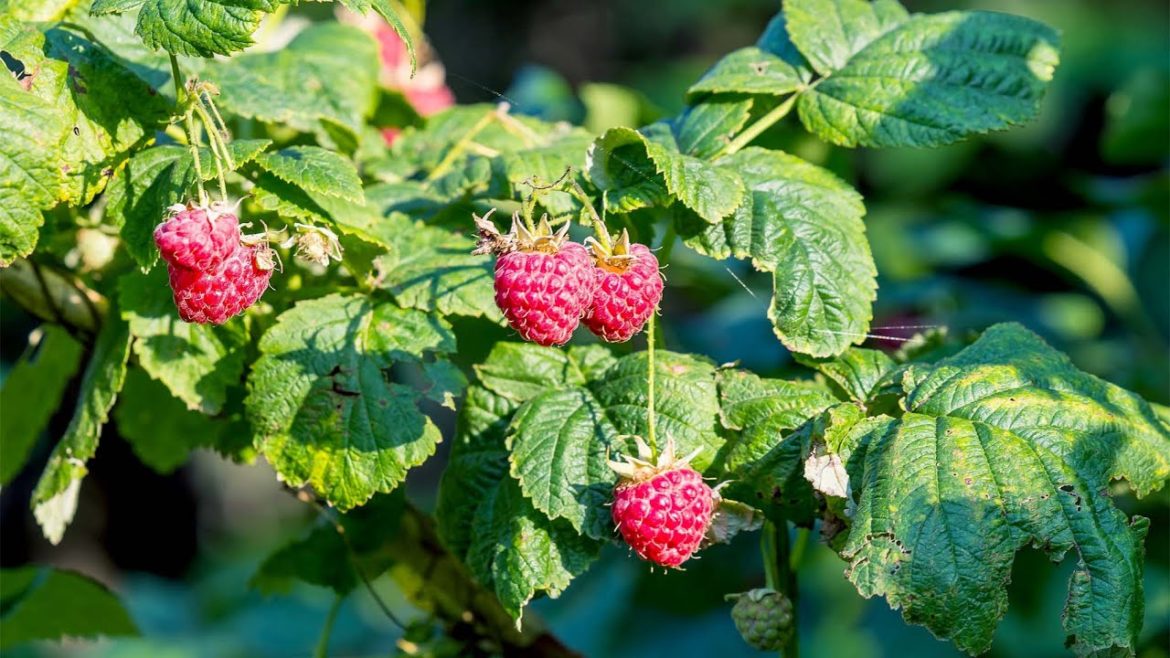 How to Grow Raspberries at home in Pots – Gardening Tips How to Grow Raspberries at home in Pots - Gardening Tips
