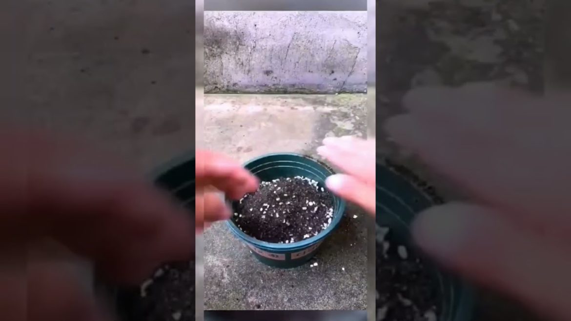 special gardening hack #shorts #gardenlife #viralshorts