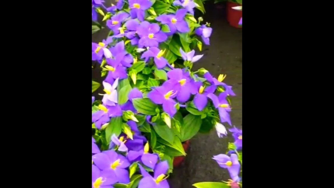 Attractive Violet Flowers | #shorts #garden #gardening #gardentour #violet #viral #purple #lavender Attractive Violet Flowers | #shorts #garden #gardening #gardentour #violet #viral #purple #lavender