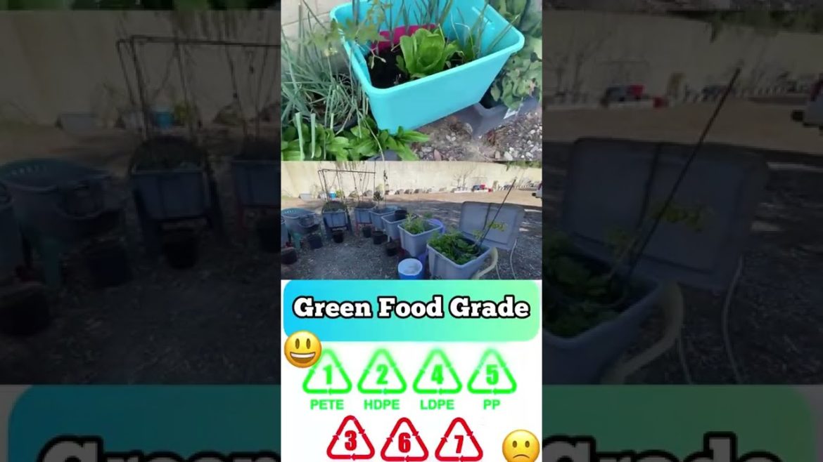 Container Gardening Easy 🌱 How to Grow Tons of Vegetables in Small Space Garden Tomatoes #shorts