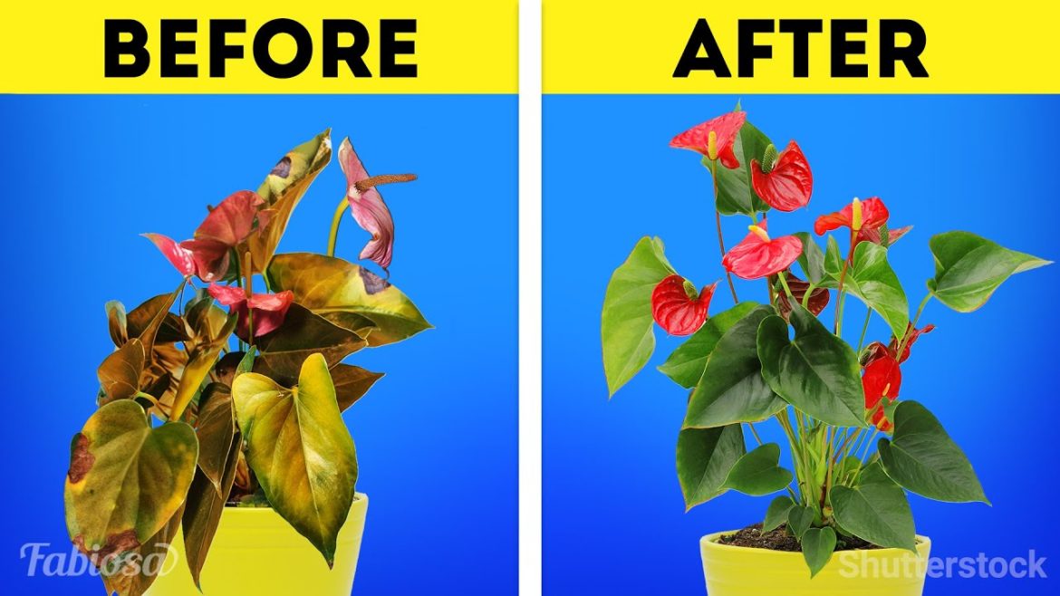Emergency help for fading anthurium! Easy garden tips