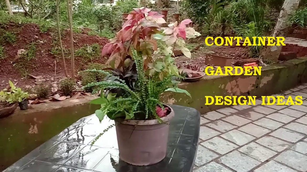 Container Garden Arrangement Ideas | Indian Plants