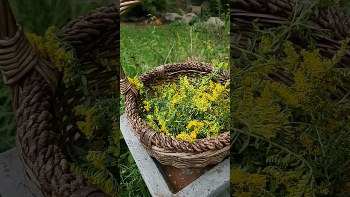 goldenrod home remedies