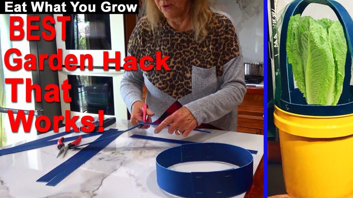 Gardening Tips To Grow Vegetables / Method to Protect Buckets, Grow Bags, Pots, Container Gardening Gardening Tips To Grow Vegetables / Method to Protect Buckets, Grow Bags, Pots, Container Gardening