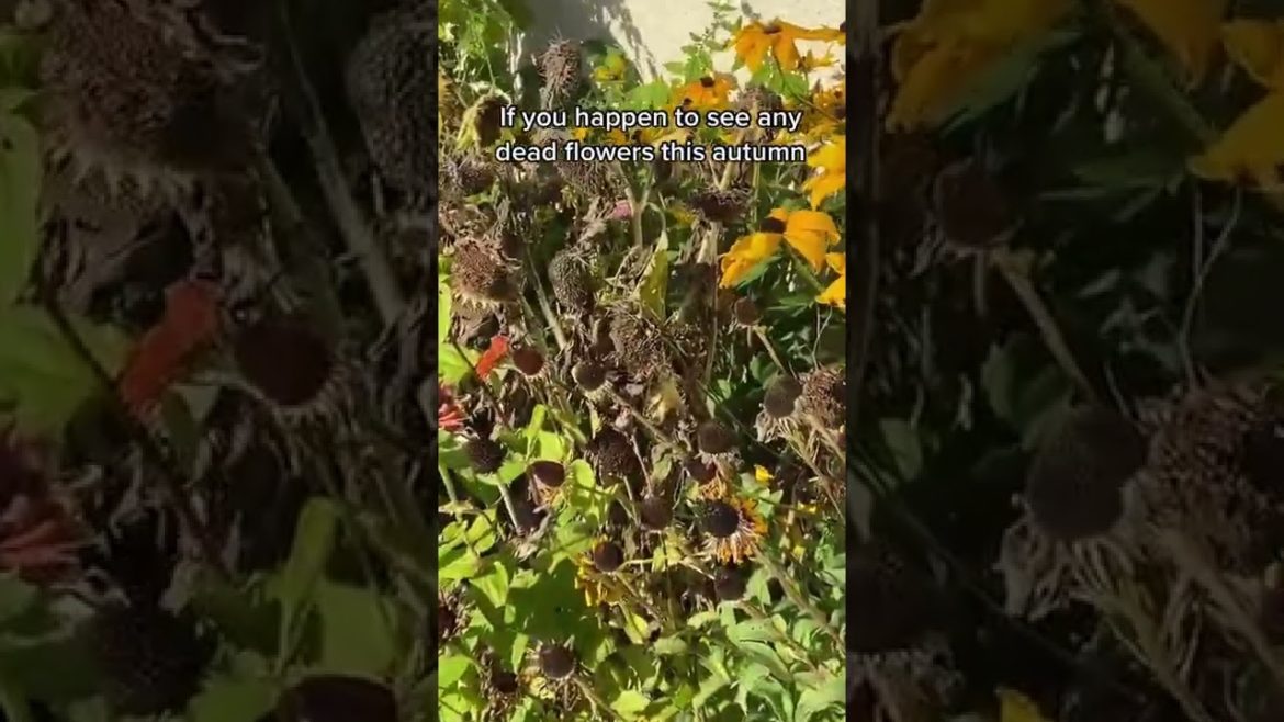 #shorts #garden #gardening #gardentour #gardener #gardens #harvest #harvesting #organic #planting #shorts #garden #gardening #gardentour #gardener #gardens #harvest #harvesting #organic #planting