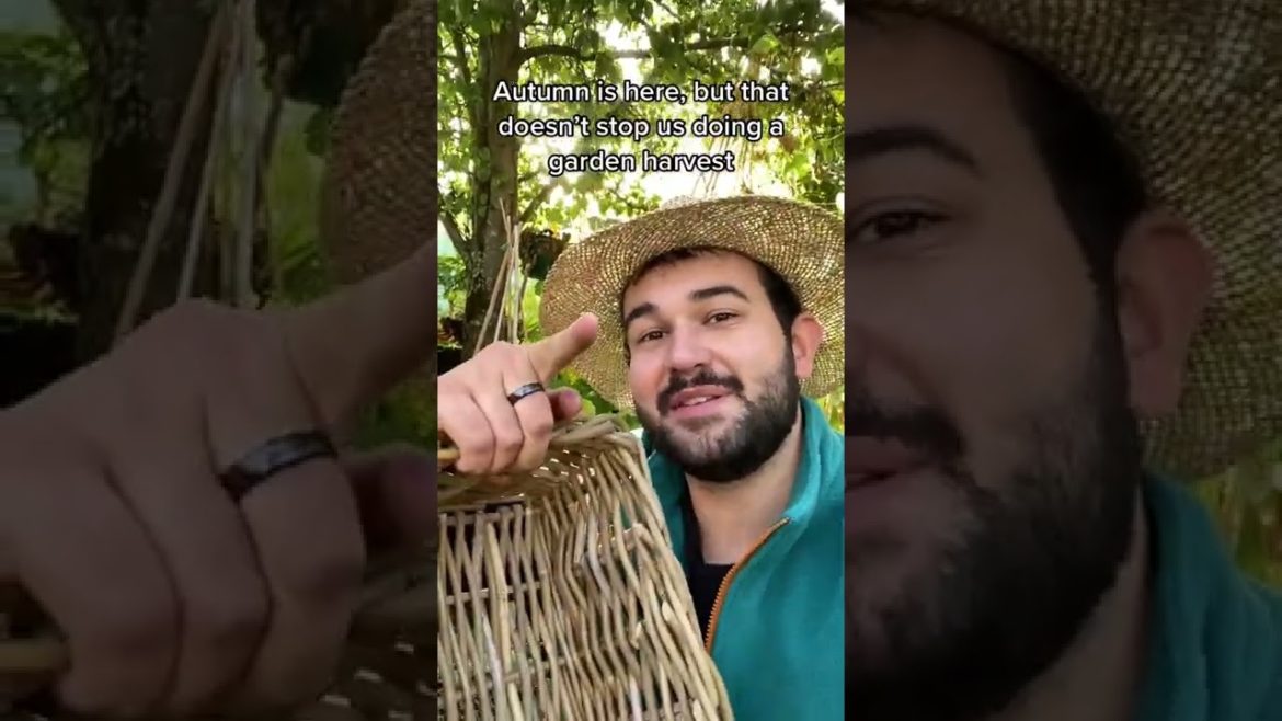 #shorts  #garden #gardening #gardentour #gardener #gardens #harvest #harvesting #organic #planting