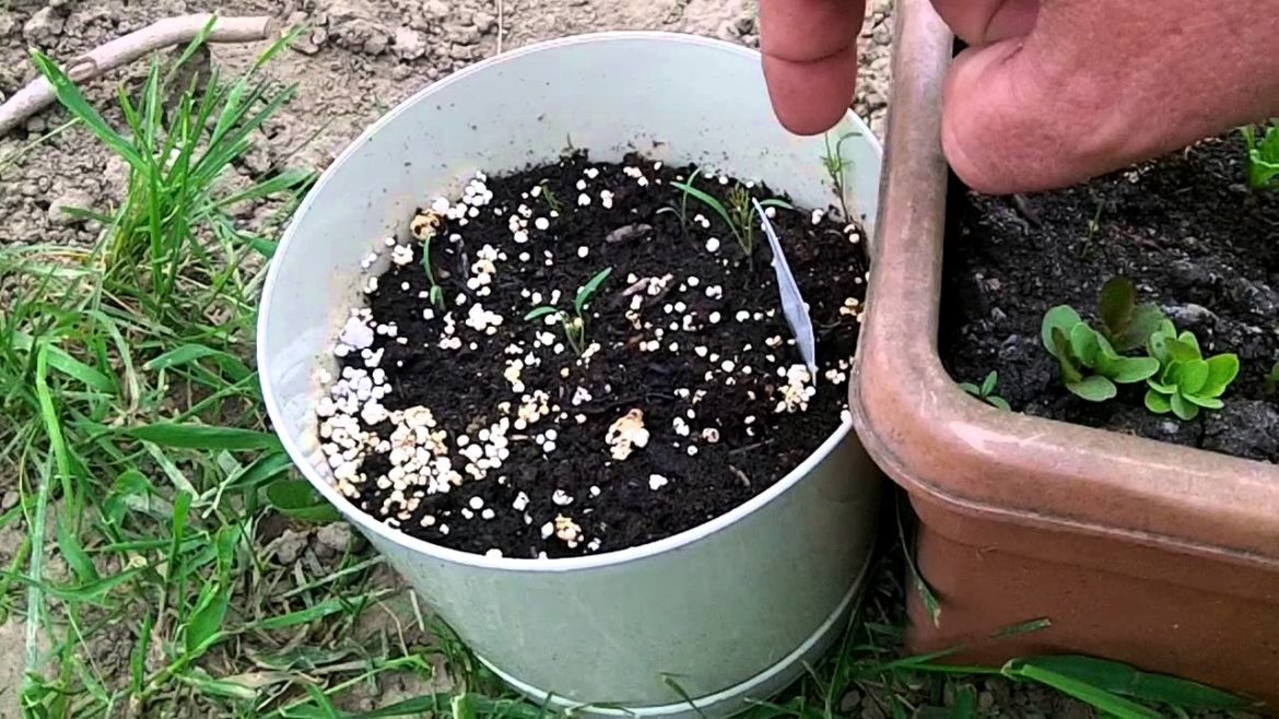 Companion Planting Vegetables  Container Garden Update