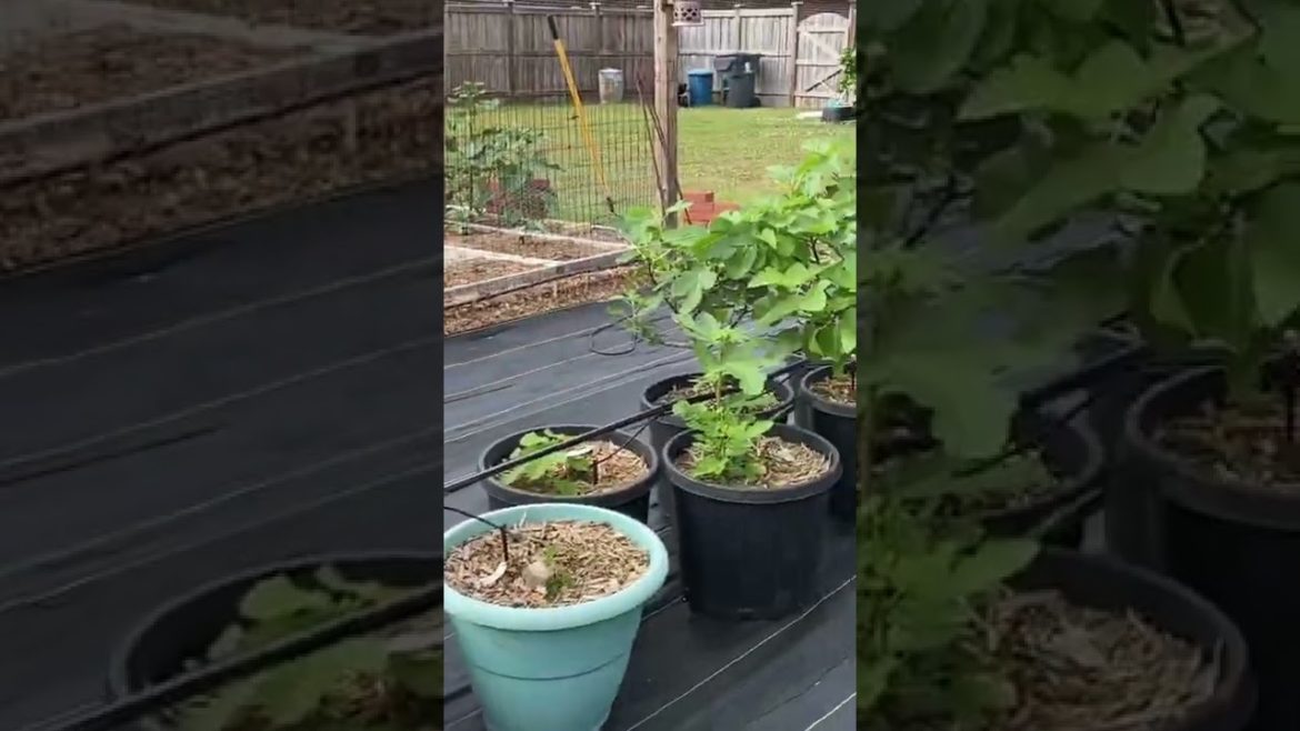 The Autopilot Container Garden Is Complete!