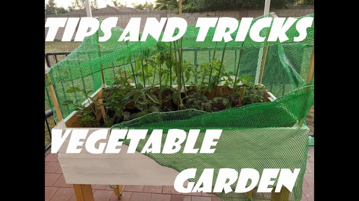 Vegetable Garden (Tips and tricks)
