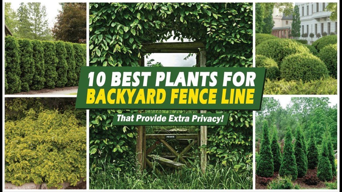 Backyard Privacy! 10 Best Plants for Backyard Fence Line That Provide Extra Privacy! 👍