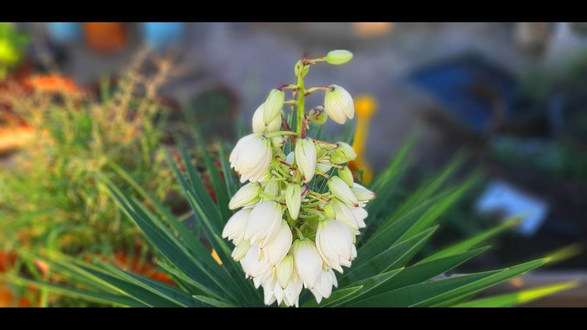 Growing Adam's Needle From Cutting | Edible Medicinal and Utilitarian Plants | Yucca Filamentosa Growing Adam's Needle From Cutting | Edible Medicinal and Utilitarian Plants | Yucca Filamentosa