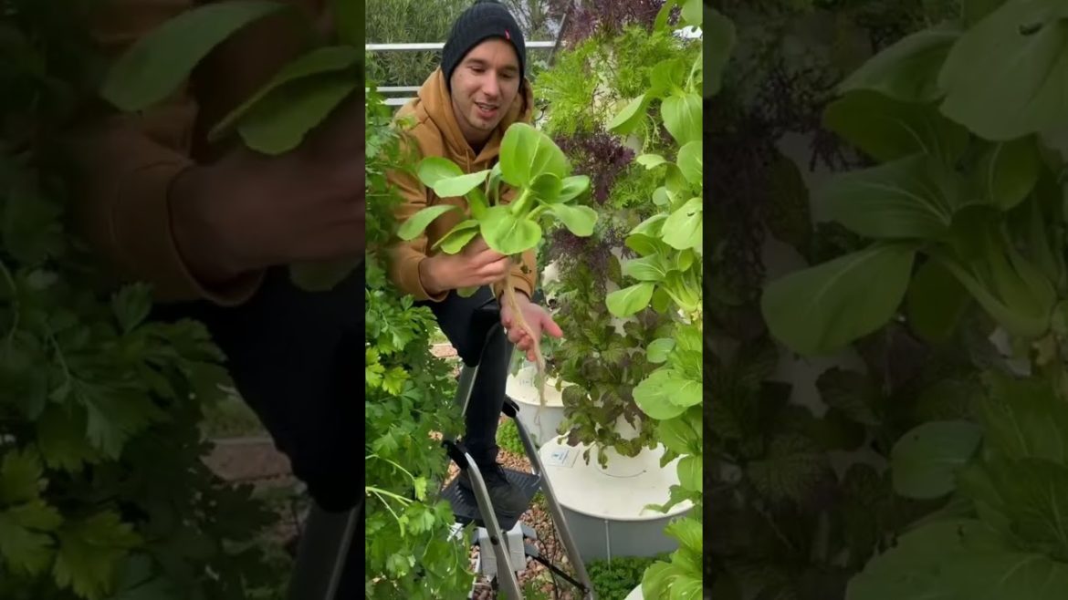 How To Grow Plants In A Tower Garden!