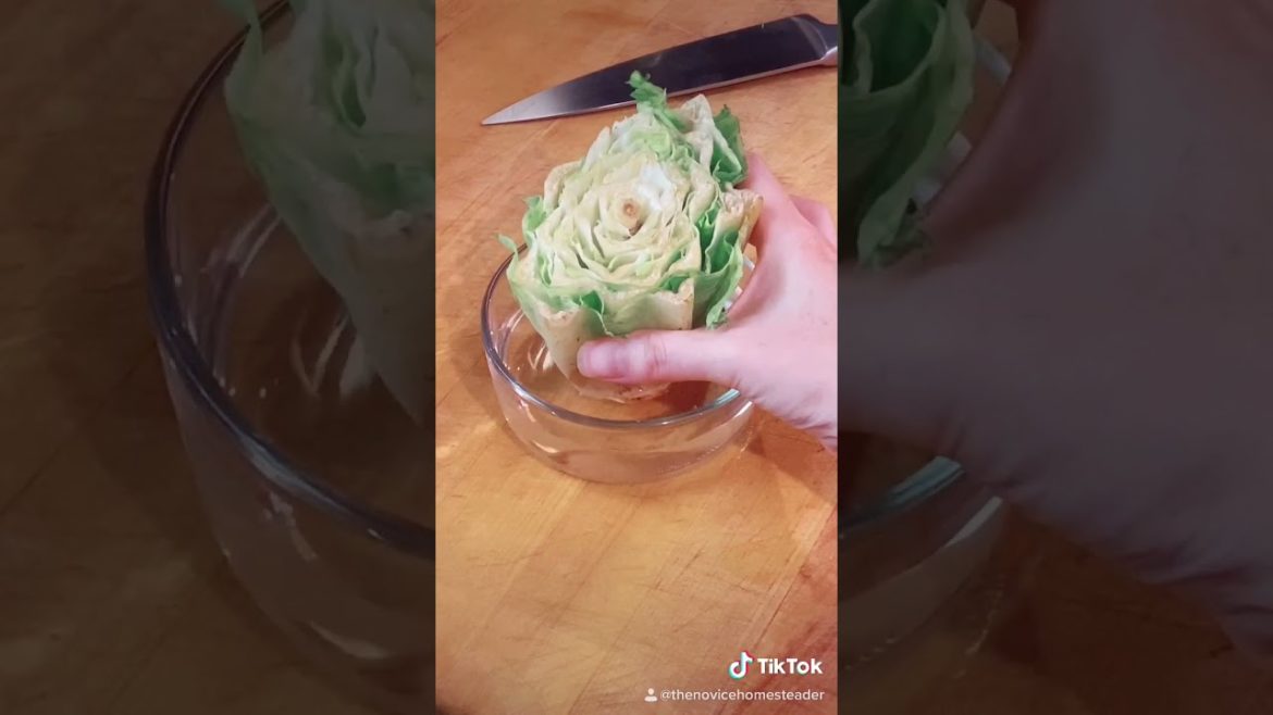 Gardening 165 #shorts