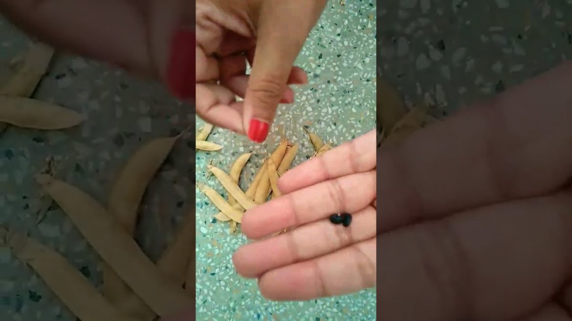 How to grow Aprajita from seeds #shorts #trending #nishthamahant #viral #aprajita